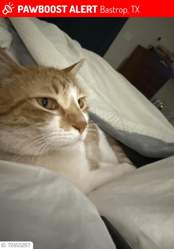 Lost Male Cat last seen Colorado River, Bastrop, TX 78602