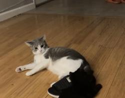 Lost Female Cat last seen Next Door to Burger King and Across the street from City Hall, Saint Ann, MO 63074