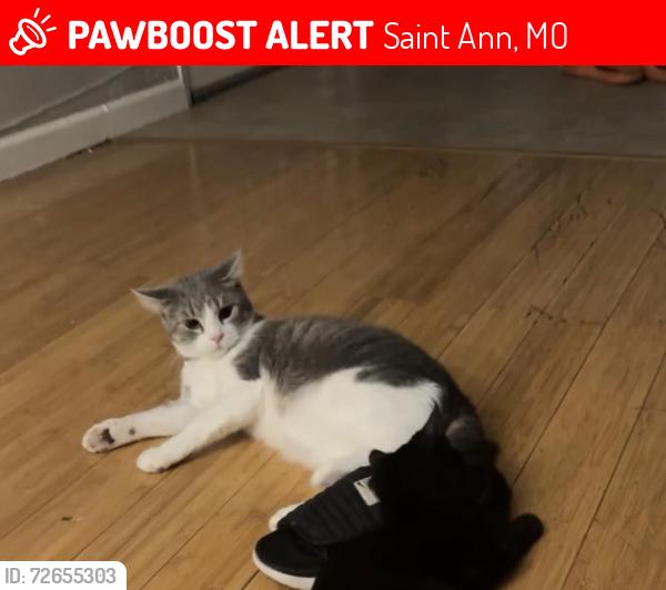 Lost Female Cat last seen Next Door to Burger King and Across the street from City Hall, Saint Ann, MO 63074