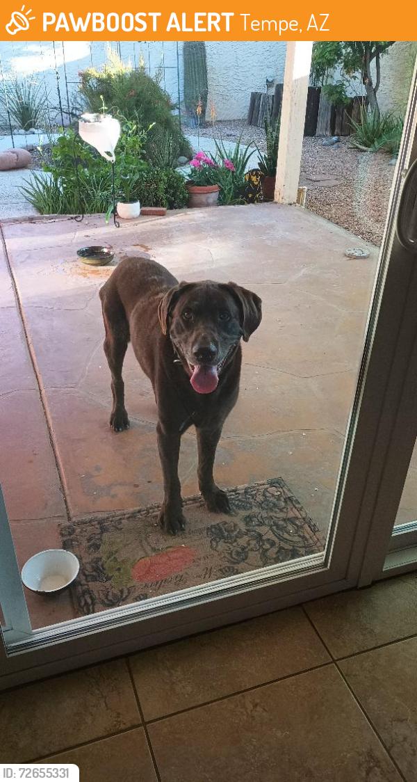 Found/Stray Male Dog last seen Guadalupe Rd. & McClintock Dr., Tempe, AZ 85283