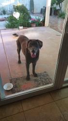 Found/Stray Male Dog last seen Guadalupe Rd. & McClintock Dr., Tempe, AZ 85283