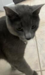 Lost Female Cat last seen Galt park, Monterey Park, CA 91755