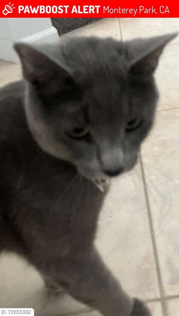 Lost Female Cat last seen Galt park, Monterey Park, CA 91755