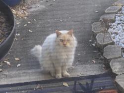 Found/Stray Unknown Cat last seen Winn Dixie Seminole blvd , Largo, FL 33778