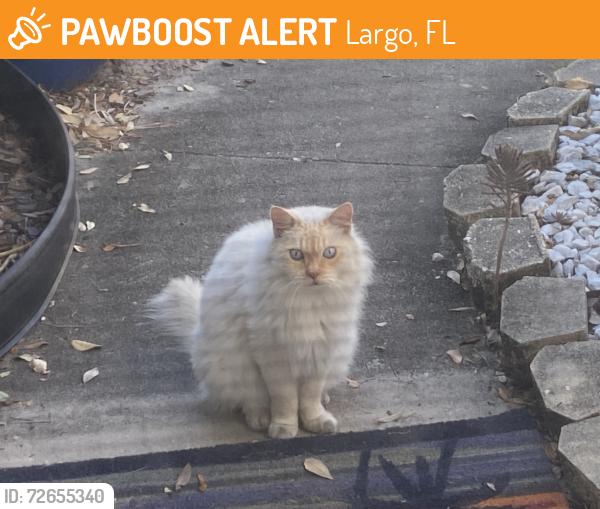 Found/Stray Unknown Cat last seen Winn Dixie Seminole blvd , Largo, FL 33778