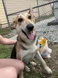Found/Stray Female Dog last seen Pearl inn, Houston, TX 77035