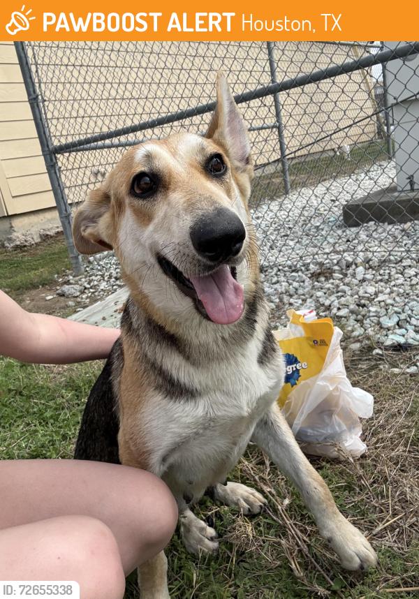 Found/Stray Female Dog last seen Pearl inn, Houston, TX 77035
