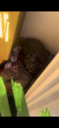 Found/Stray Male Dog last seen 1st Street , San Jose, CA 95110