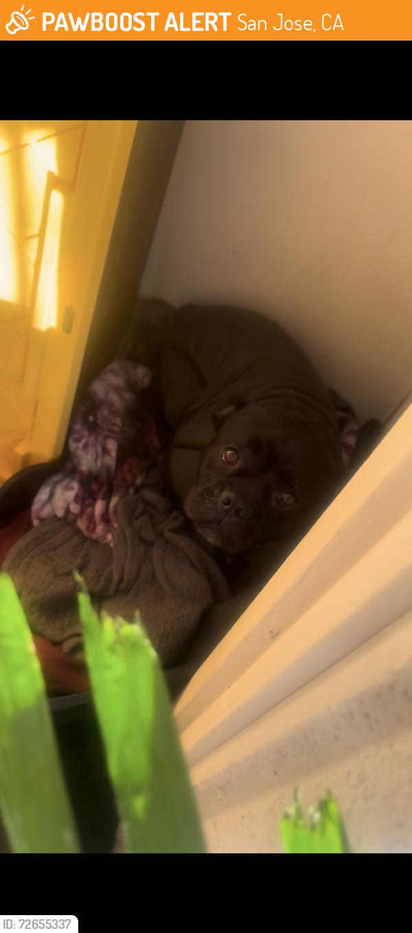 Found/Stray Male Dog last seen 1st Street , San Jose, CA 95110