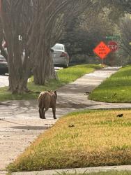 Found/Stray Male Dog last seen Bondstone and waterview, Dallas, TX 75218