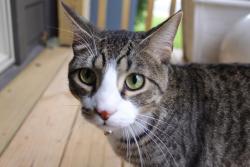 Lost Male Cat last seen Villages at Monte Cristo, Republic, MO 65738