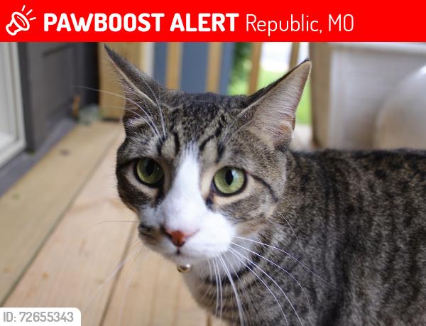 Lost Male Cat last seen Villages at Monte Cristo, Republic, MO 65738