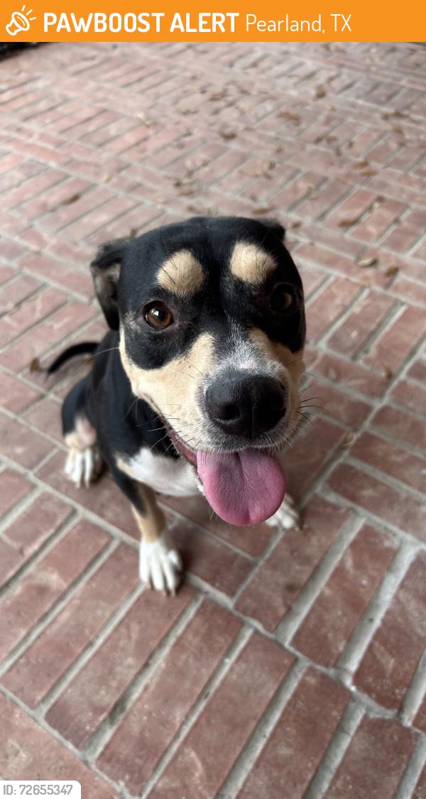 Found/Stray Female Dog last seen Pearland, Pearland, TX 77584
