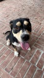 Found/Stray Female Dog last seen Pearland, Pearland, TX 77584