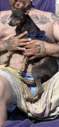 Lost Male Dog last seen Near Baltic avenue , Long Beach, CA 90810