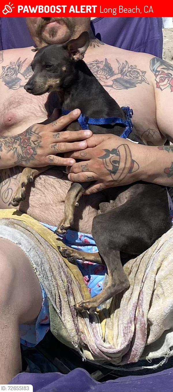 Lost Male Dog last seen Near Baltic avenue , Long Beach, CA 90810