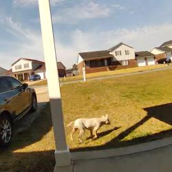 Found/Stray Unknown Dog last seen TPM handyman solutions, Fayetteville, NC 28314