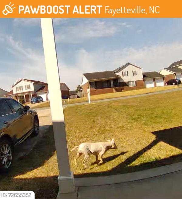 Found/Stray Unknown Dog last seen TPM handyman solutions, Fayetteville, NC 28314