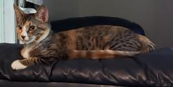 Lost Female Cat last seen Cove Rd, Point Blank, TX 77364