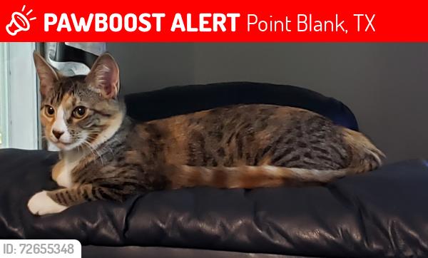 Lost Female Cat last seen Cove Rd, Point Blank, TX 77364