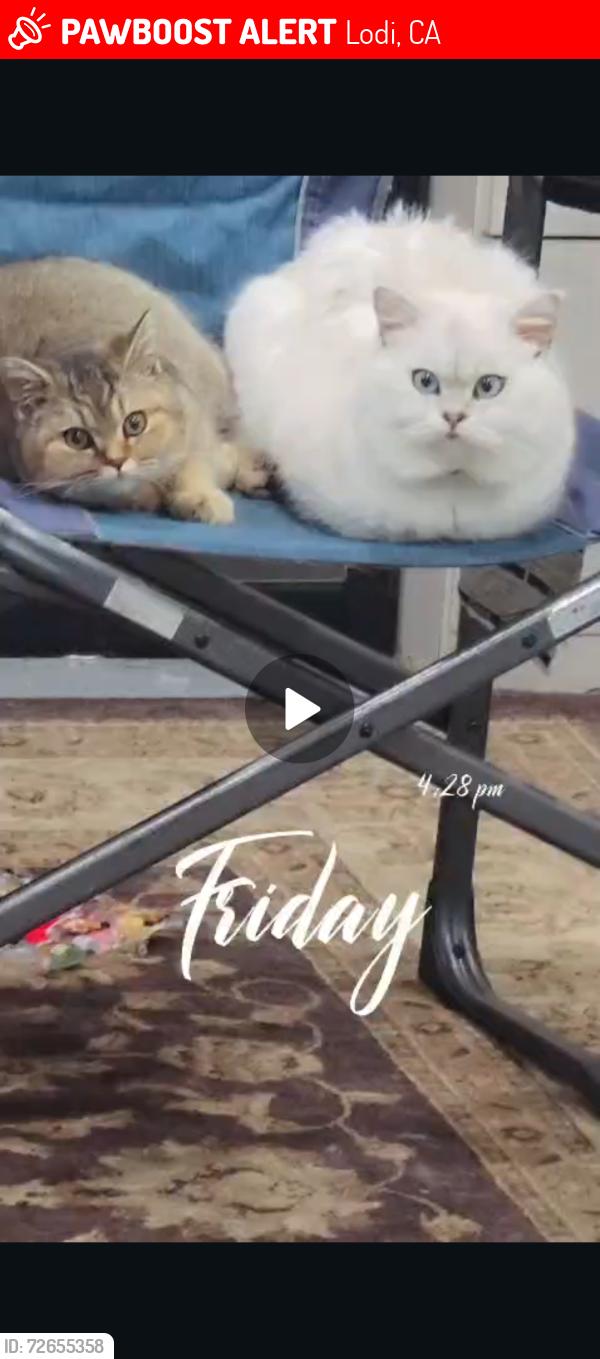 Lost Male Cat last seen Pioneer dr , Lodi, CA 95240