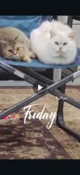 Lost Male Cat last seen Pioneer dr , Lodi, CA 95240