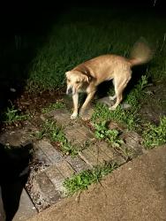 Found/Stray Unknown Dog last seen Horizon and Ralph hall parkway, Rockwall, TX 75032