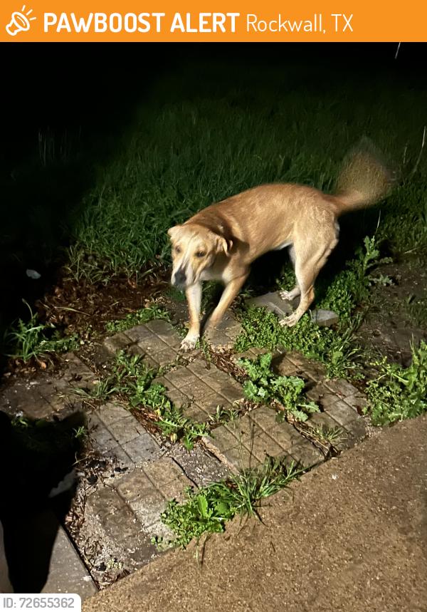 Found/Stray Unknown Dog last seen Horizon and Ralph hall parkway, Rockwall, TX 75032