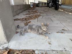 Found/Stray Female Cat last seen 26th st N and 13th Ave N, St. Petersburg, FL 33713