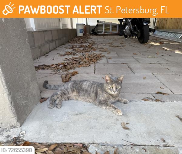 Found/Stray Female Cat last seen 26th st N and 13th Ave N, St. Petersburg, FL 33713
