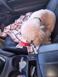 Lost Male Dog last seen King Road-Hampton Locust Grove, Hampton, GA 30228