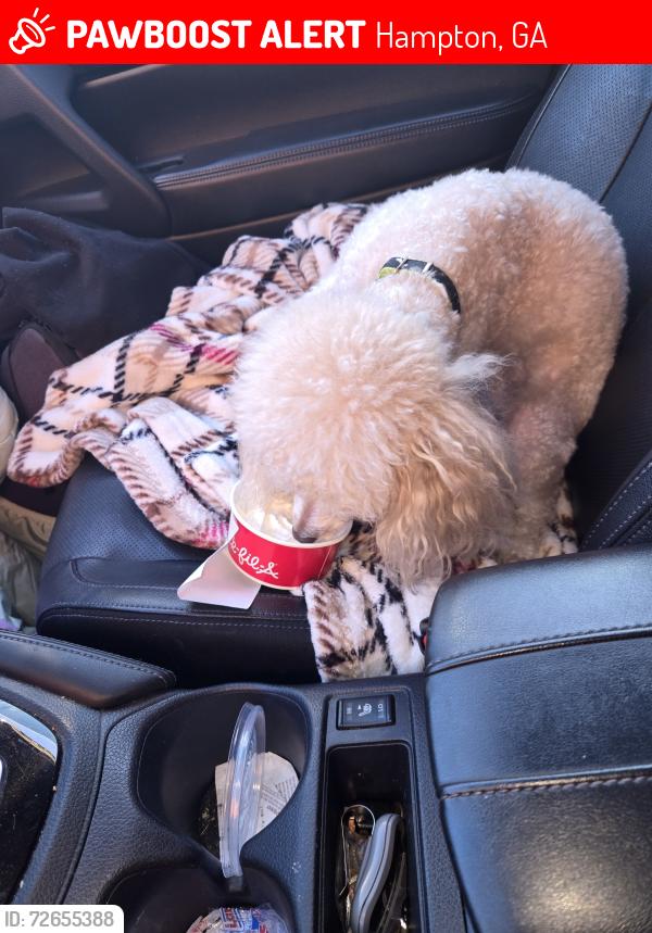 Lost Male Dog last seen King Road-Hampton Locust Grove, Hampton, GA 30228