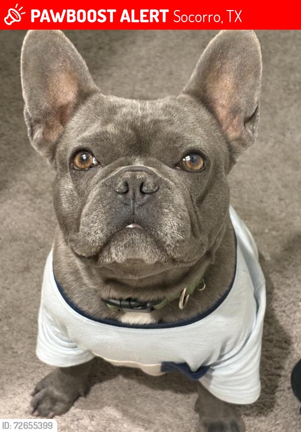 Lost Male Dog last seen Nuevo Hueco tanks , Socorro, TX 79927