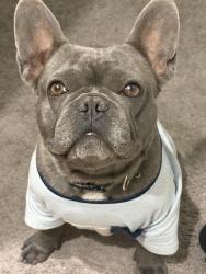 Lost Male Dog last seen Nuevo Hueco tanks , Socorro, TX 79927