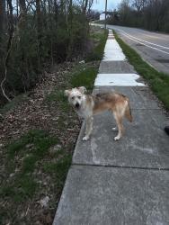 Found/Stray Unknown Dog last seen SWEET SHRUB LOOP, Nashville, TN 37013