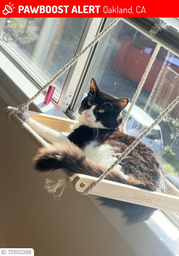 Lost Male Cat last seen Brooklyn Ave , Oakland, CA 94610