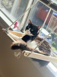 Lost Male Cat last seen Brooklyn Ave , Oakland, CA 94610