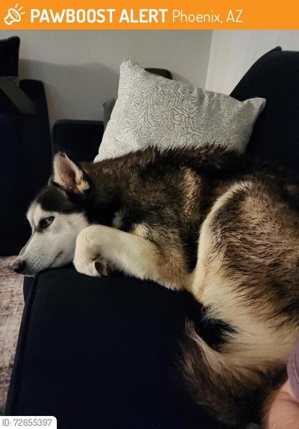 Found/Stray Male Dog last seen 7th street & bethany  rd, Phoenix, AZ 85014