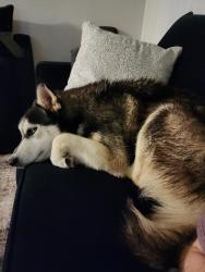 Found/Stray Male Dog last seen 7th street & bethany  rd, Phoenix, AZ 85014