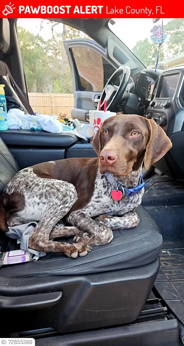 Lost Female Dog last seen Marshall rd and Sr 44, Lake County, FL 32736