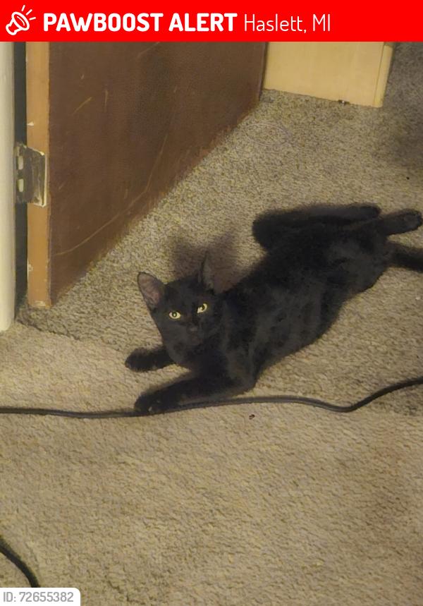 Lost Male Cat last seen Murphy elementary school/Lakeview apmts, Haslett, MI 48840