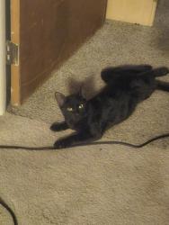 Lost Male Cat last seen Murphy elementary school/Lakeview apmts, Haslett, MI 48840