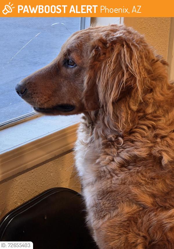 Found/Stray Male Dog last seen Glendale & northan, Phoenix, AZ 85051
