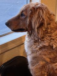 Found/Stray Male Dog last seen Glendale & northan, Phoenix, AZ 85051