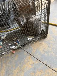 Found/Stray Unknown Cat last seen Midland pass and summerbrooke drive, Tallahassee, FL 32312