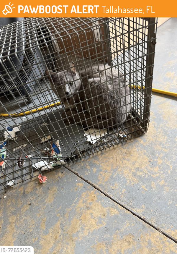 Found/Stray Unknown Cat last seen Midland pass and summerbrooke drive, Tallahassee, FL 32312