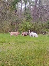 Found/Stray Unknown Dog last seen Open field on pinecliff, Houston, TX 77084