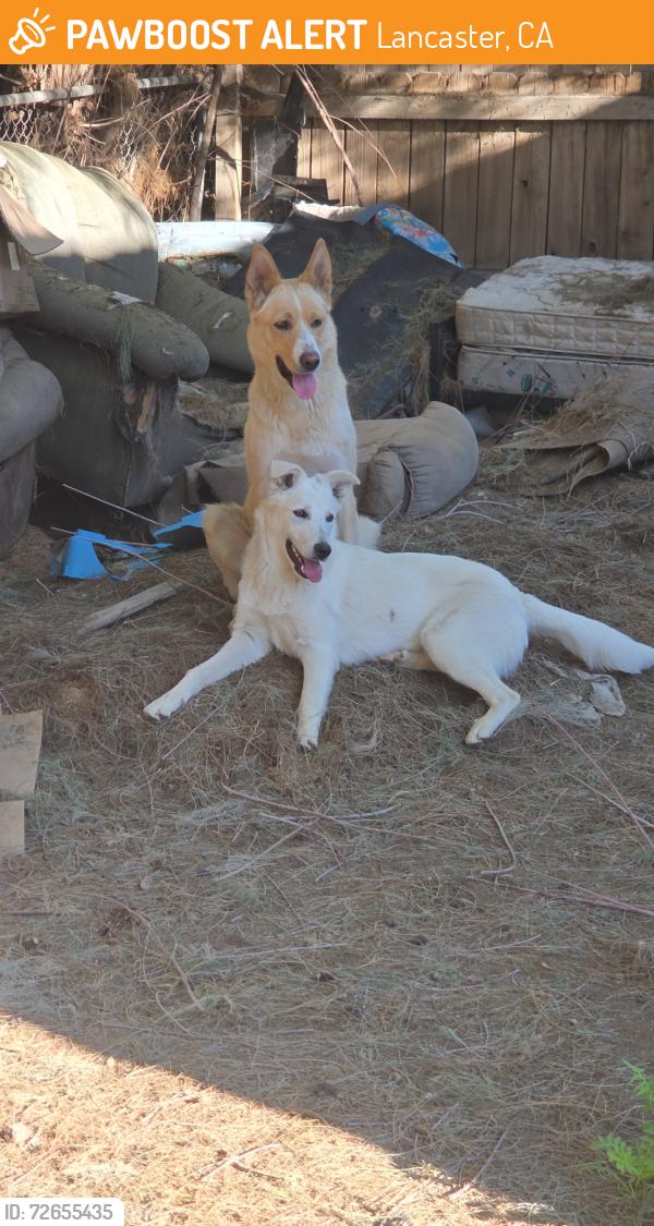 Found/Stray Female Dog last seen 7th St. East and K4, Lancaster, CA 93535