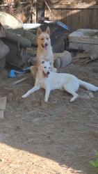 Found/Stray Female Dog last seen 7th St. East and K4, Lancaster, CA 93535