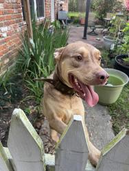 Found/Stray Male Dog last seen Florida and Lobdell, Baton Rouge, LA 70806